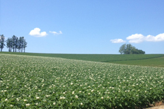 パッチワークの路
