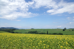 パッチワークの路