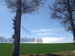 マイルドセブンの丘