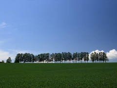 マイルドセブンの丘