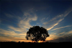 セブンスターの木