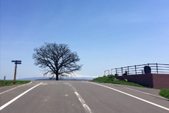 セブンスターの木