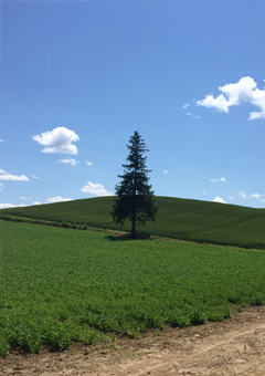 クリスマスツリーの木