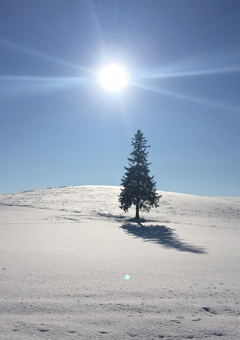 クリスマスツリーの木