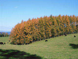 大雪アンガス牧場