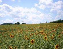 北竜、約７０万本、ひまわり