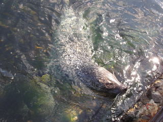 ノシャップ寒流水族館