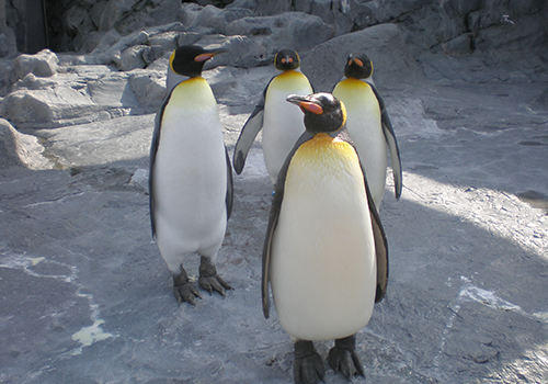 旭山動物園と市内コース