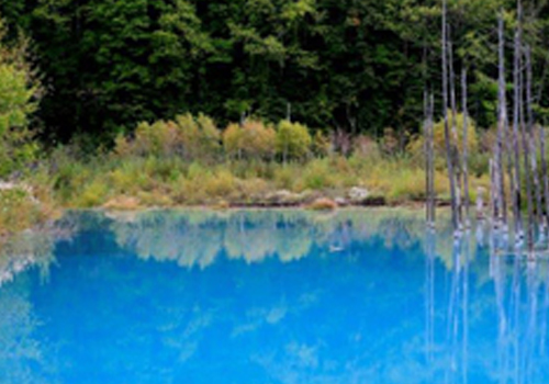 美瑛タクシープラン