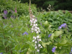 ブリティッシュガーデン