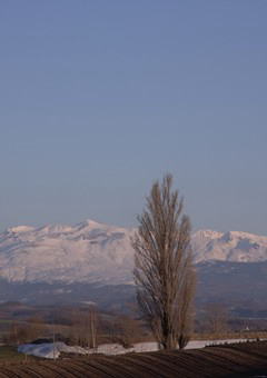 ケンとメリーの木