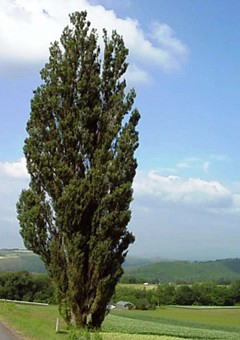 ケンとメリーの木